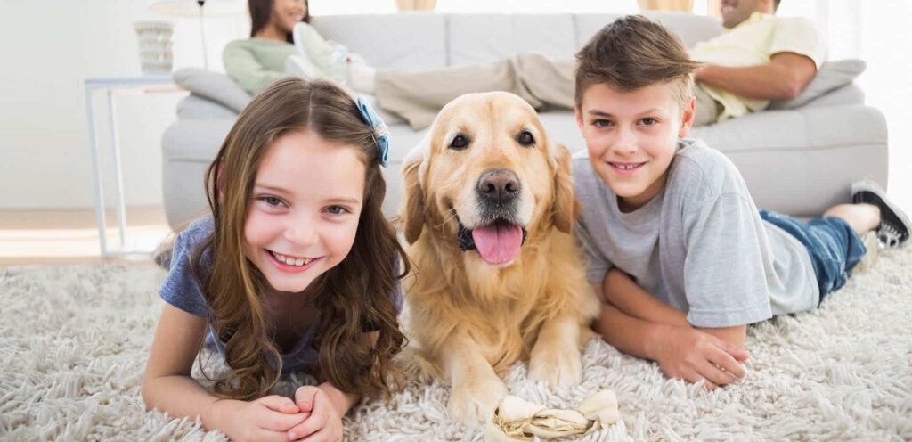How to Handle Pet Hair and Odors in Your Home 1 The Best Ways to Tackle Pet Hair and Odors at Home